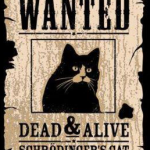 Wanted: Schroedingers Cat